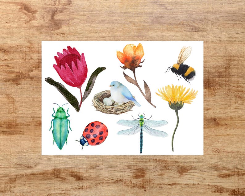 May include: Watercolor illustration of a variety of nature elements, including a red flower, a blue bird in a nest, a yellow flower, a green beetle, a red ladybug, a dragonfly, and a bumblebee.