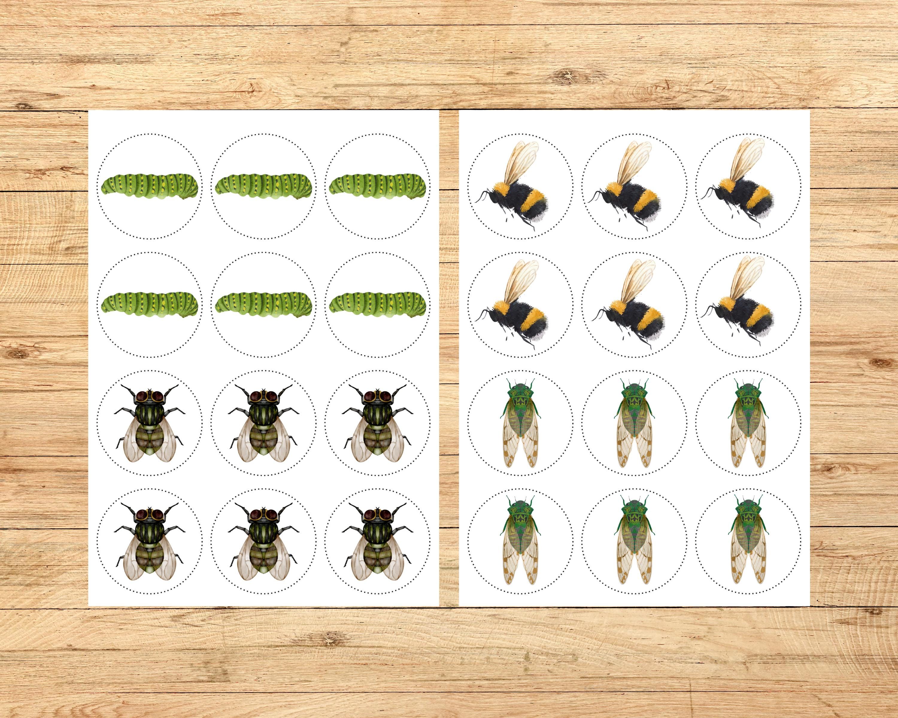 Insects Math Activities, Insects Bugs Games, Counting, Sorting, Adding ...