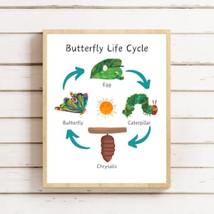 Die sehr hungrige Raupe Lebenszyklus Poster, Schmetterling Lebenszyklus, Lernposter, Montessori, Homeschool, druckbares Klassenzimmer Poster