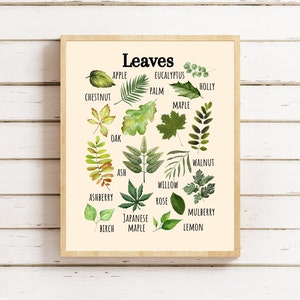 Póster educativo de hojas, arte de pared imprimible de hojas, póster de aprendizaje de la naturaleza, Montessori, educación en el hogar, póster para el aula, escuela forestal