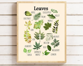 Leaves Educational Poster: Montessori Homeschool Art (Digital Download)