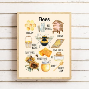 Póster educativo sobre abejas, póster de aprendizaje sobre la naturaleza, Montessori, educación en el hogar, póster imprimible para el aula, escuela forestal, estudio de la naturaleza sobre abejas