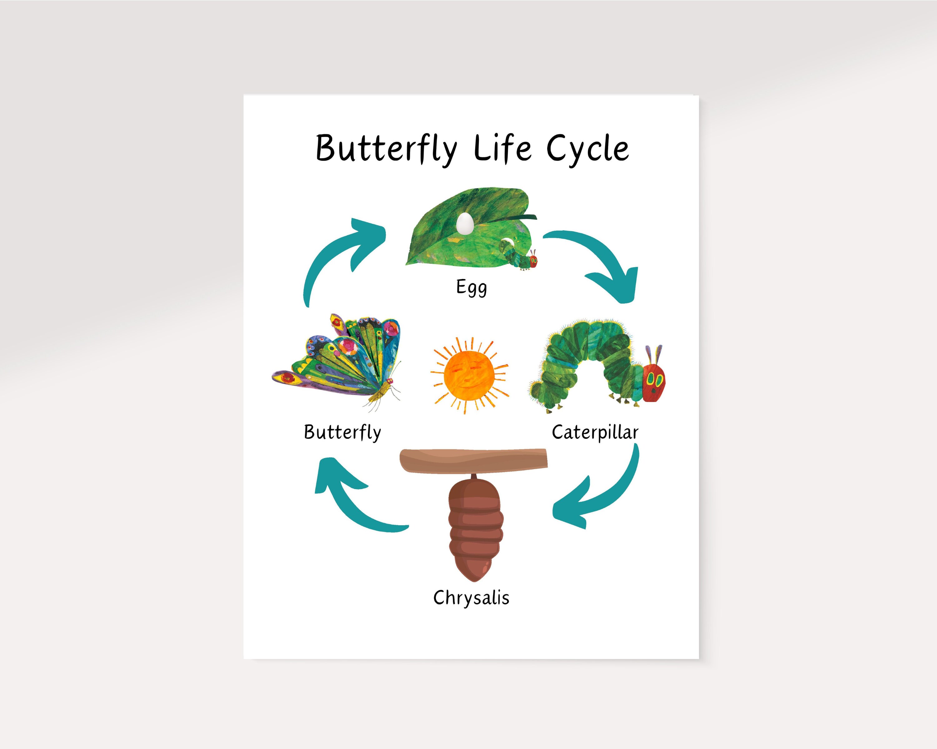 The Very Hungry Caterpillar Life Cycle Poster Butterfly Lifecycle 