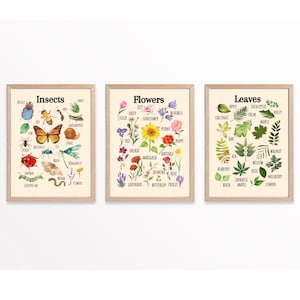 Cartel educativo de insectos, cartel de flores, arte de pared imprimible, cartel de aprendizaje de la naturaleza, Montessori, escuela en casa, aula, escuela forestal