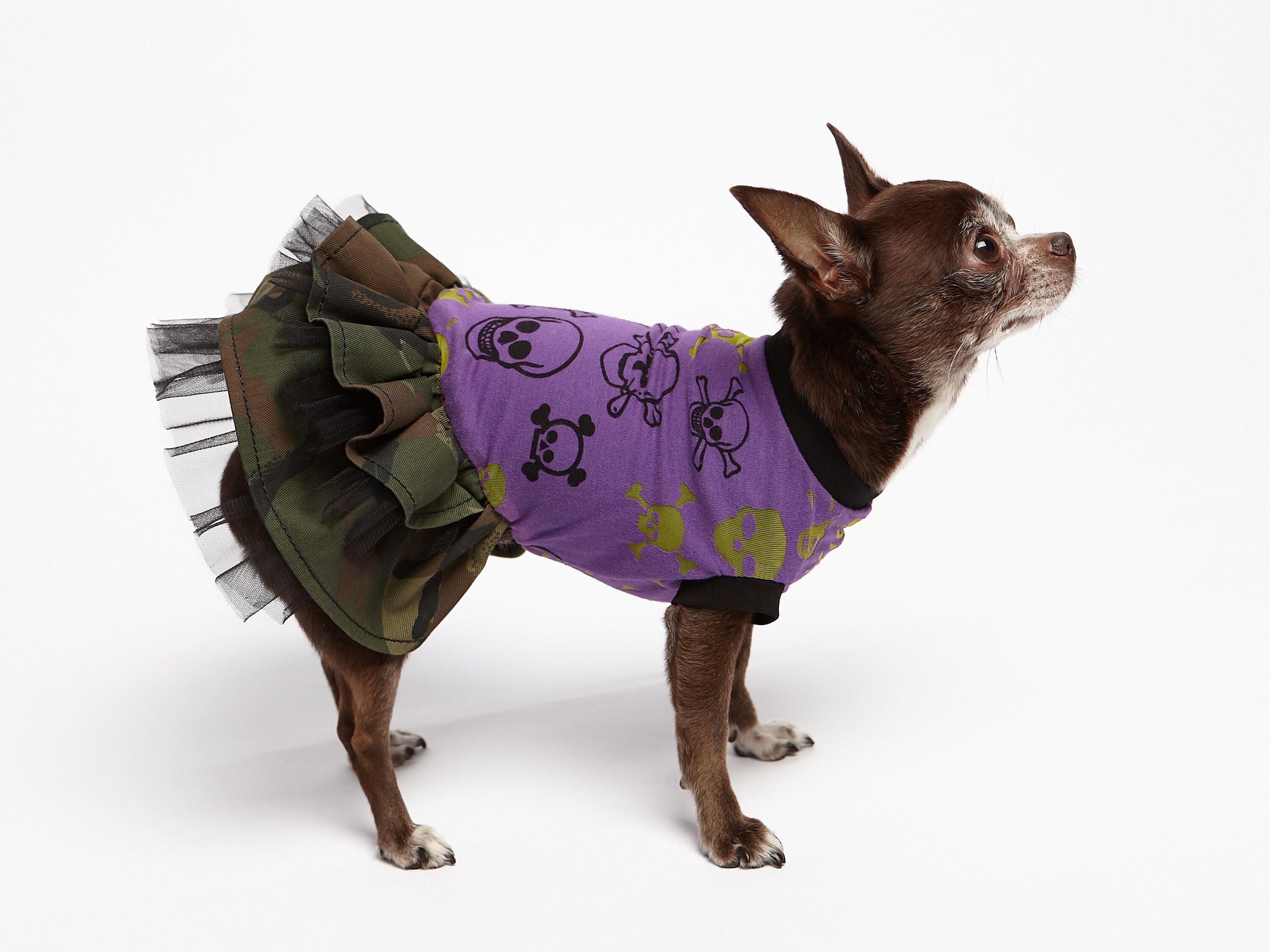 Gothic dog dress Yorkie Skull girl dog clothes Etsy