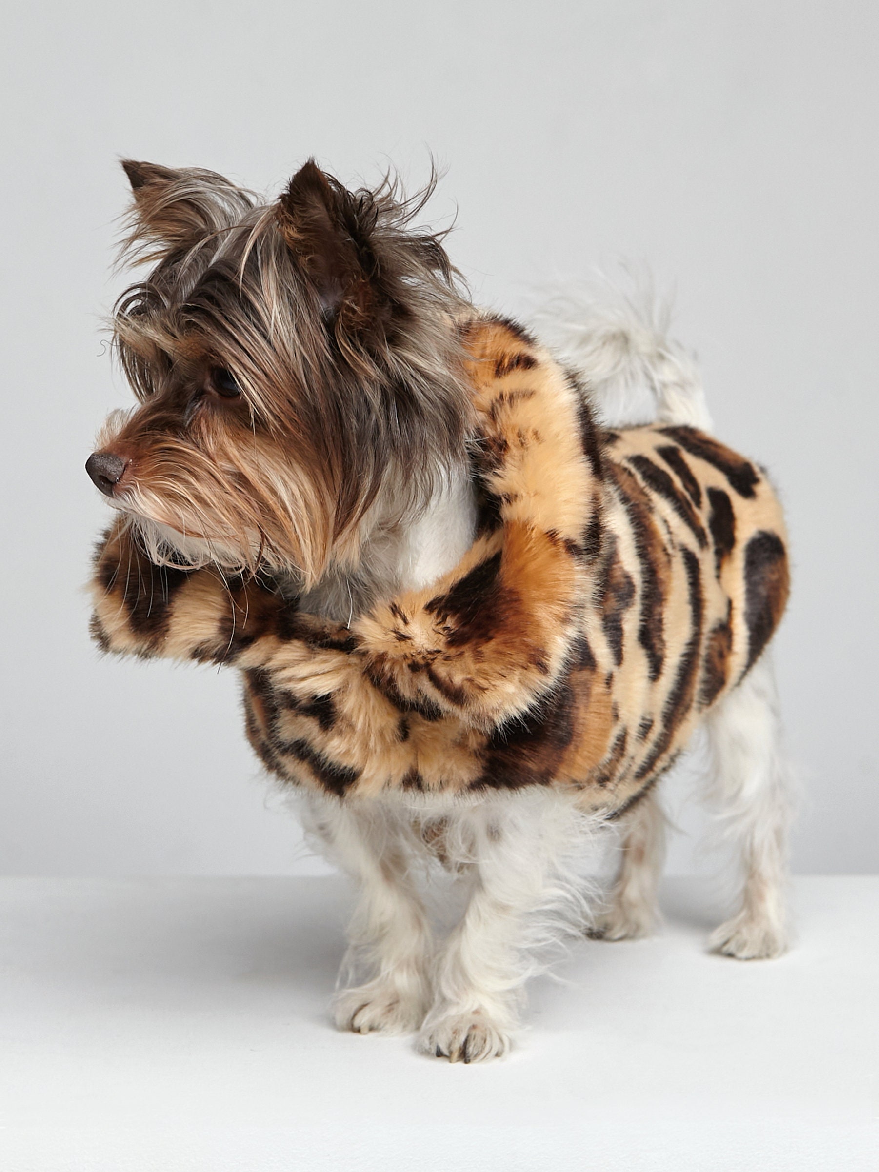 Yorkie dog clothes girl Dog winter coat Designer dog Etsy