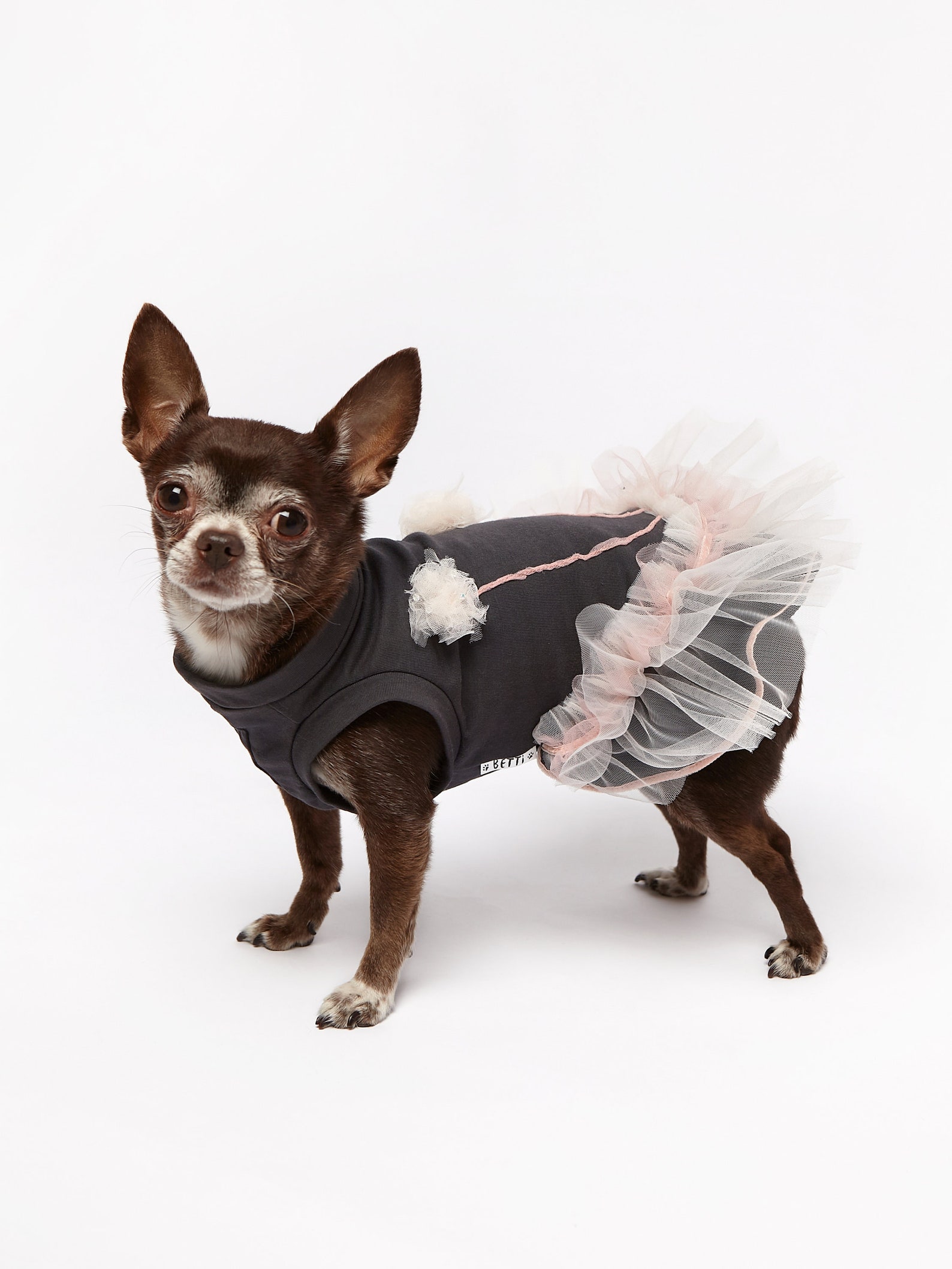 Chihuahua clothes Designer dog clothes Dog dress clothes Etsy