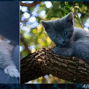 Op de afbeelding: Een grijs kitten zit op een tak met groene bladeren en een wazige achtergrond.