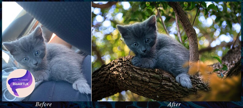 Op de afbeelding: Een grijs kitten zit op een tak met groene bladeren en een wazige achtergrond.