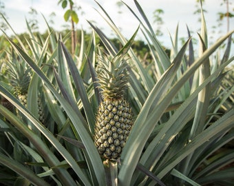 Hawaiian Grown Pineapple rooted plant