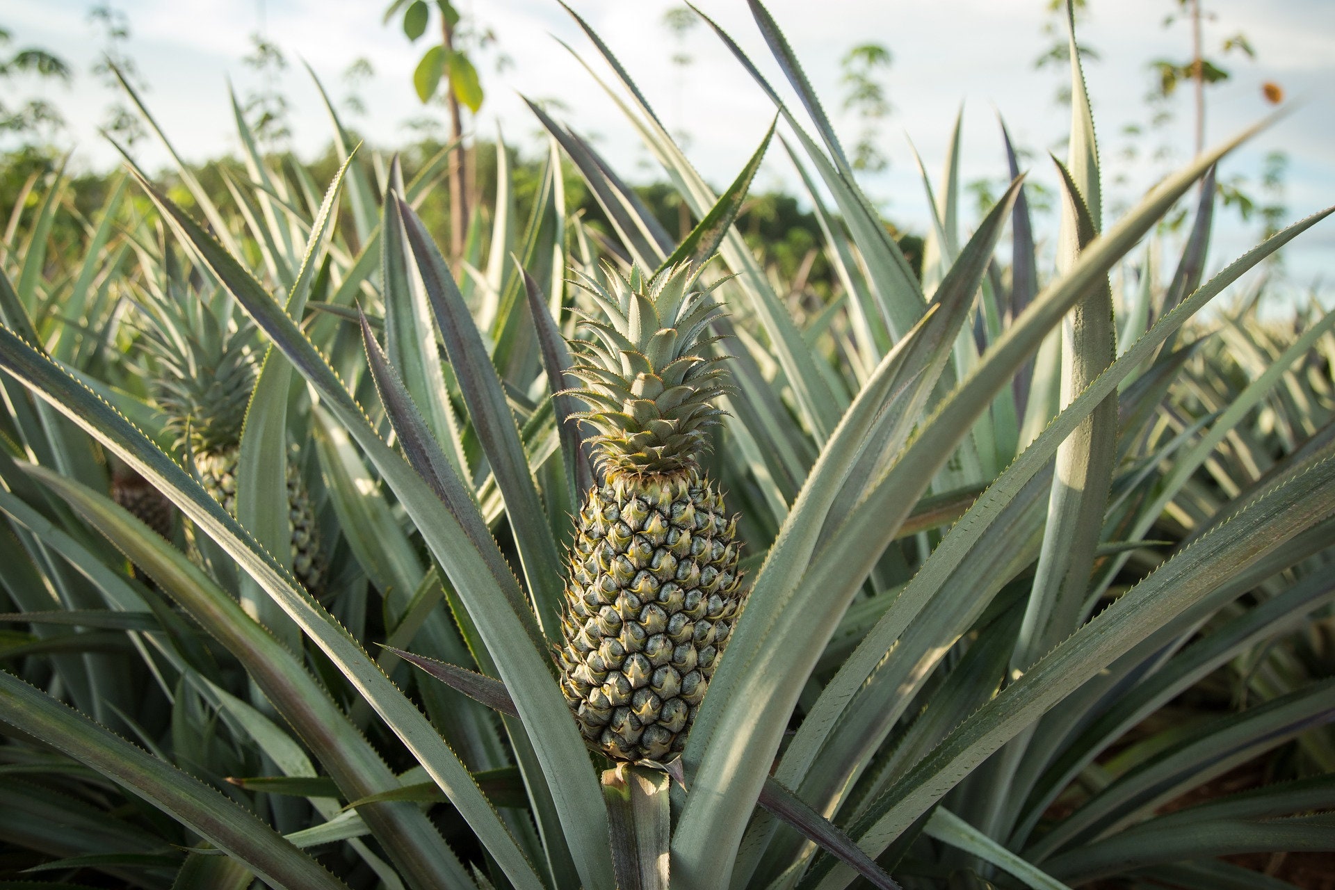 Hawaiian Grown Pineapple Rooted Plant Etsy