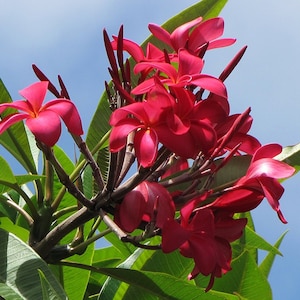 Red Plumeria Plant Slip Cutting Hawaiian Grown image 1