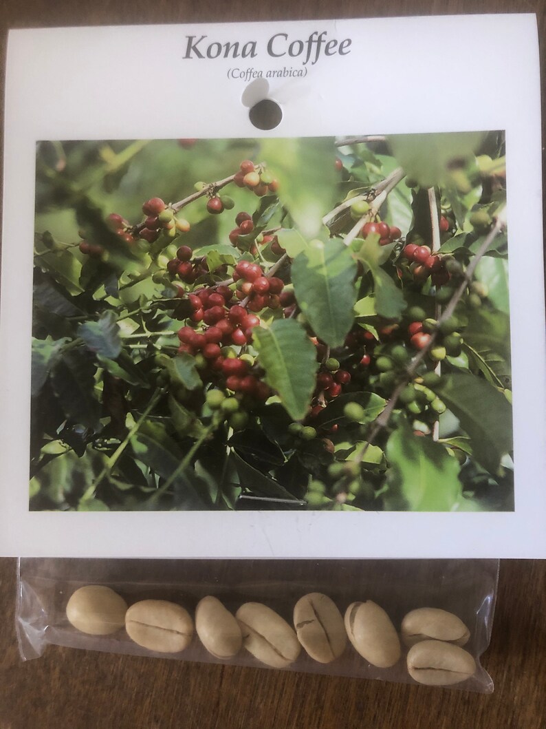 Hawaiian Grown Kona Coffee Seeds Etsy