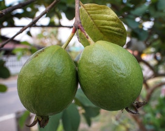 Hawaiian Grown Guava Seeds