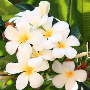 Red Plumeria Plant Slip Cutting Hawaiian Grown White