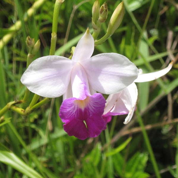 Hawaiian Grown Orchid Bamboo root