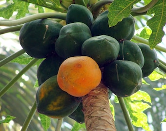 Hawaiian Grown Papaya Seeds