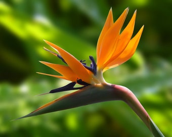 Bird of Paradise Plant - Etsy