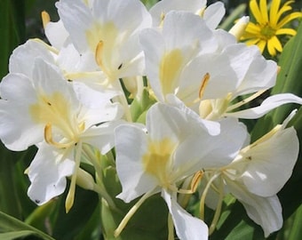 Hawaiian Grown White Ginger Lily Plant Rhizomes Root