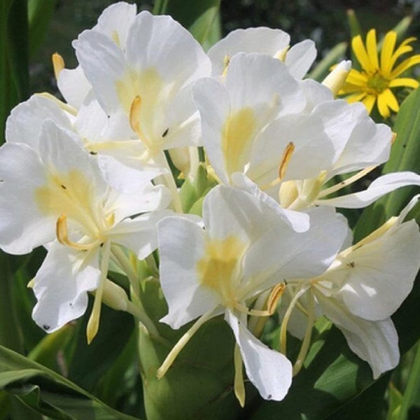 Hawaiian Grown White Ginger Lily Plant Rhizomes Root