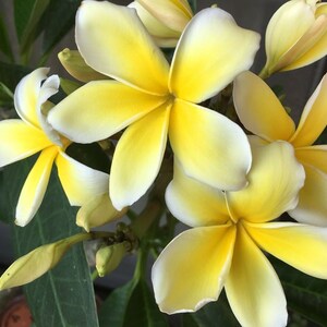 Red Plumeria Plant Slip Cutting Hawaiian Grown Yellow