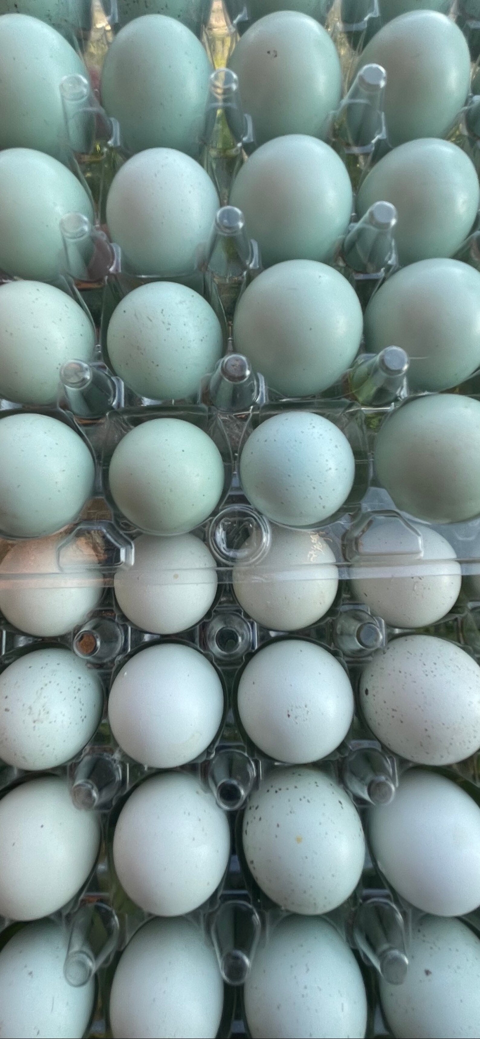 6 Rare VIBRANT BLUE Quail Eggs for Crafts Hollow Hand Blown | Etsy