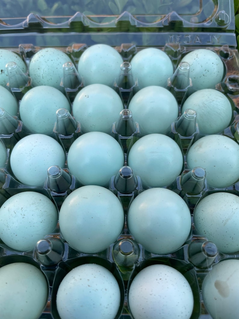 6 Rare VIBRANT BLUE Quail Eggs for Crafts Hollow Hand Blown | Etsy