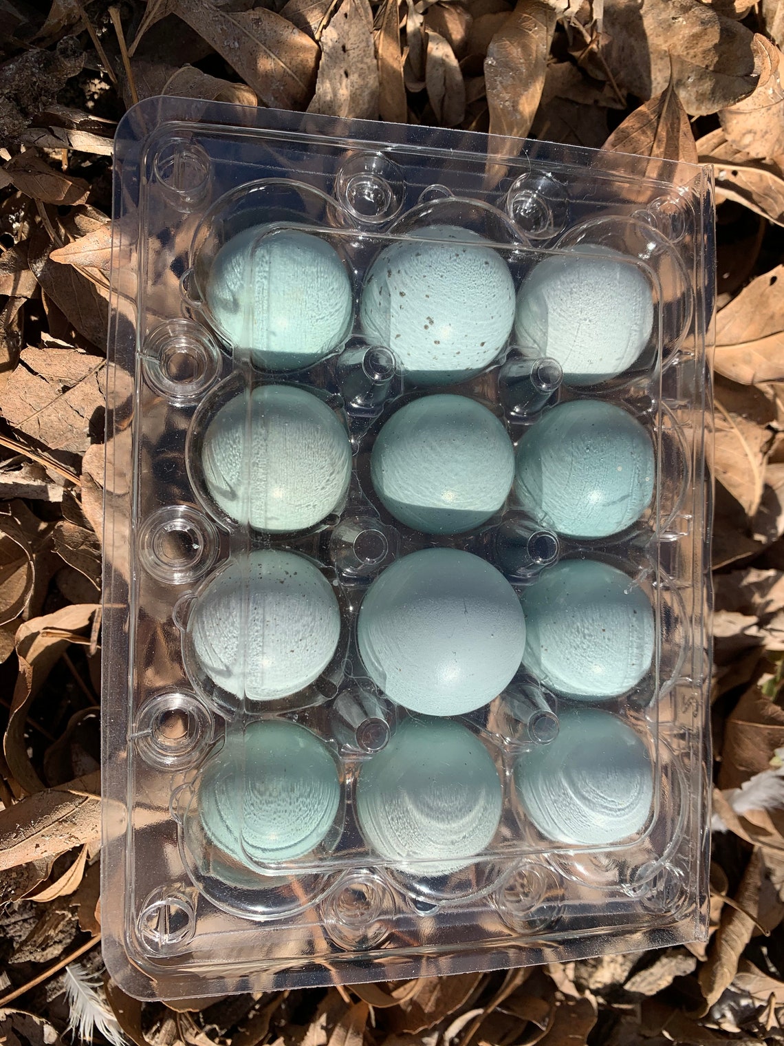 7 Hollow Blue Quail Eggs for Crafts hand Blown 1 Hole - Etsy