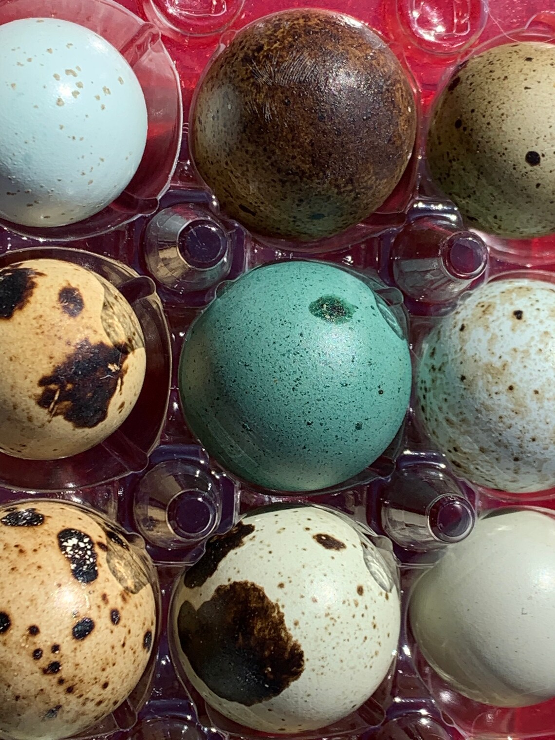 16 Button Quail Hatching Eggs – Rarest Colors – USA Sourced-750629
