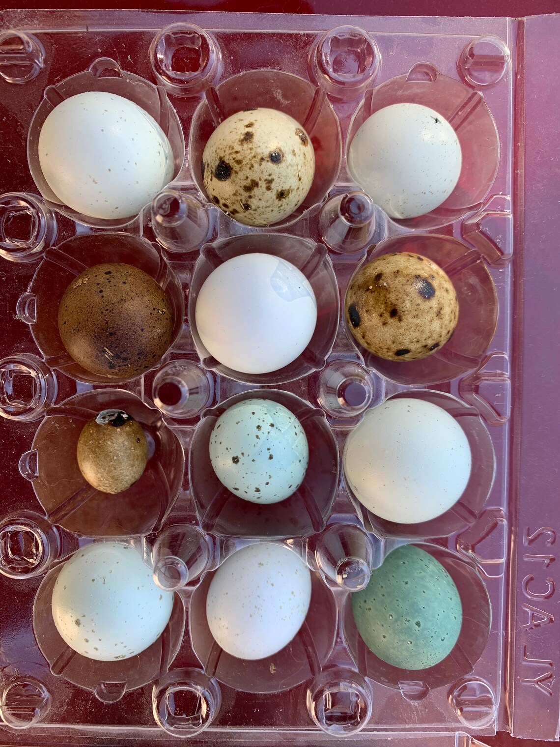 12 Mini Quail Eggs for Crafts Mixed Colors Hand Blown 1 Etsy