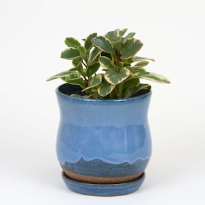 May include: A blue ceramic planter with a matching saucer holds a small houseplant. The planter has a wavy design at the base and a glossy finish. The plant has green and cream-colored leaves.