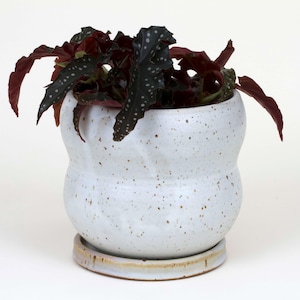 May include: A white speckled ceramic planter with a matching saucer holds a houseplant. The plant has dark green leaves with white spots and deep red undersides. The planter has a unique, rounded shape.
