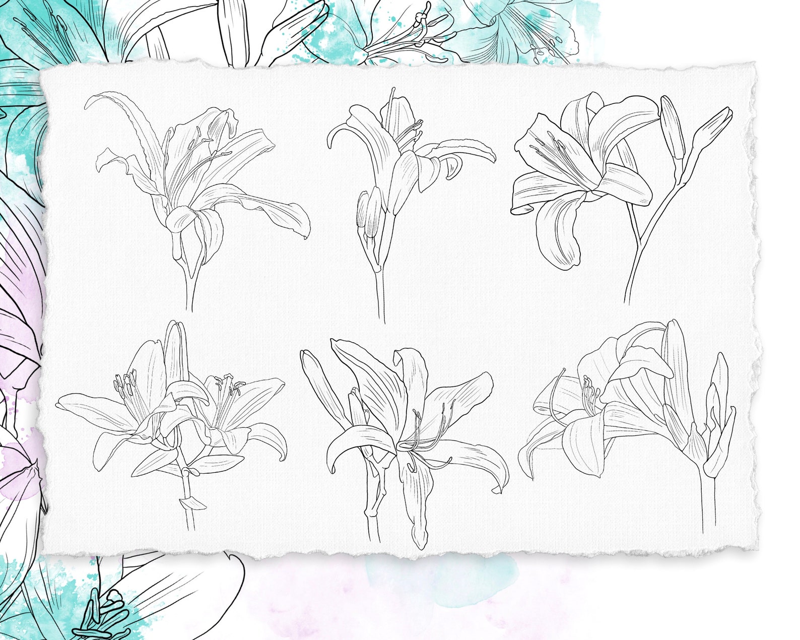 30 Hand-Drawn Line-Art Lily Stamp Brushes for Procreate | Etsy