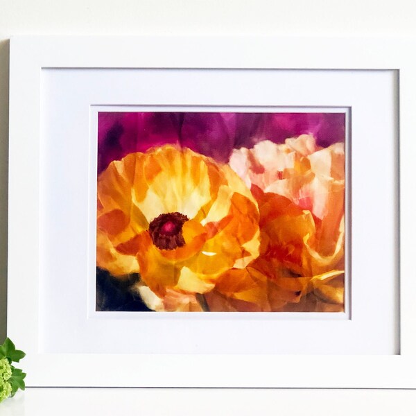 Dramatic floral limited edition botanical art print of ranunculus printed on distressed canvas, matted and framed in white wood frame.