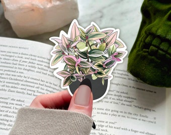 Tradescantia Nanouk sticker, house plant sticker, wandering dude, gift for plant lover, plant sticker, pink plants sticker, gift for her