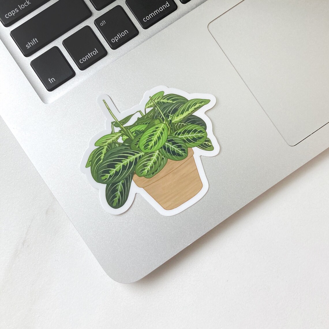 Lemon lime maranta prayer plant green waterproof plant | Etsy