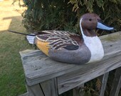 Northern Pintail Duck Drake Decoy