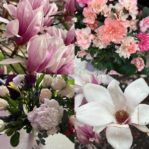 Könnte beinhalten: Eine Collage mit floralen Arrangements. Oben links: rosa Magnolienblüten. Oben rechts: rosa und weiße Azaleen. Unten links: ein Strauß aus weißen Rosen und Hortensien. Unten rechts: eine Nahaufnahme einer weißen Magnolienblüte.
