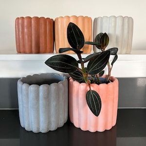 May include: Five decorative, scalloped-edge planters in shades of terracotta, peach, white, gray, and pink. One planter holds a plant with dark green leaves and red veins. The planters are made of a solid material.