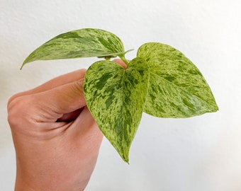 Marble Queen Pothos LIVE Plant Cutting - Unrooted