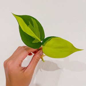 Philodendron Brazil LIVE Plant Cutting - Unrooted