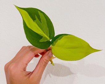 Philodendron Brazil LIVE Plant Cutting - Unrooted