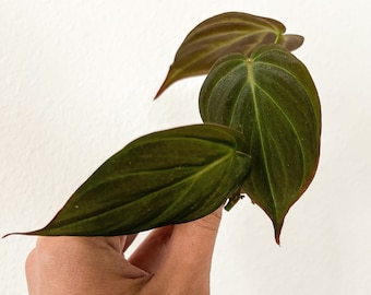 Philodendron Micans "Velvet Leaf" LIVE Plant Cutting - Unrooted