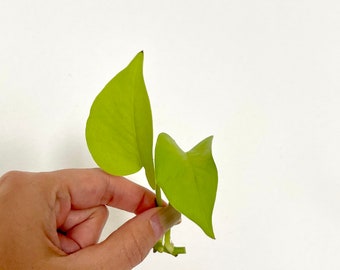 Neon Pothos LIVE Plant Cutting - Unrooted