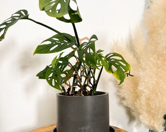 Minimalist Concrete Planter with Optional Tray: Modern Home Decor