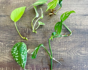 Mystery Plant Cutting Bundle - unrooted house plants (pothos, philodendron, Hoya, scindapsis, etc.)