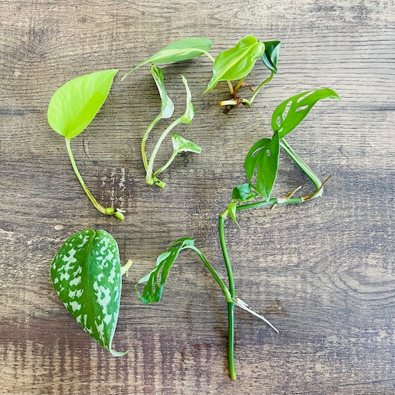 hanging pot plant Buy Our Golden Pothos in Hanging Basket main image 1