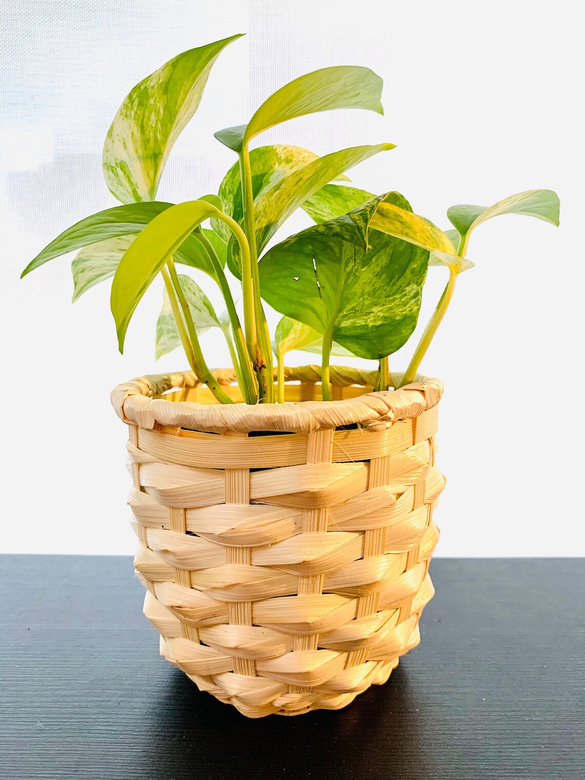 Bamboo Plant Pot Indoor Planter Modern Planter Pots Etsy