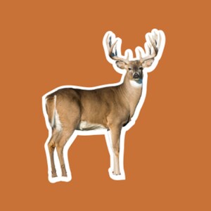 Buck Deer Hunting funny stickers, laptop stickers, water bottle stickers, tumbler stickers