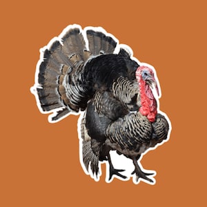 Turkey Hunting funny stickers, laptop stickers, water bottle stickers, tumbler stickers